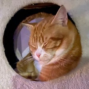 Meet your Posher, Liya